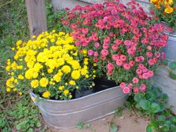 yellow and magenta mums in a galvanized pail