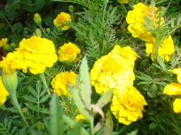yellow marigold flowers