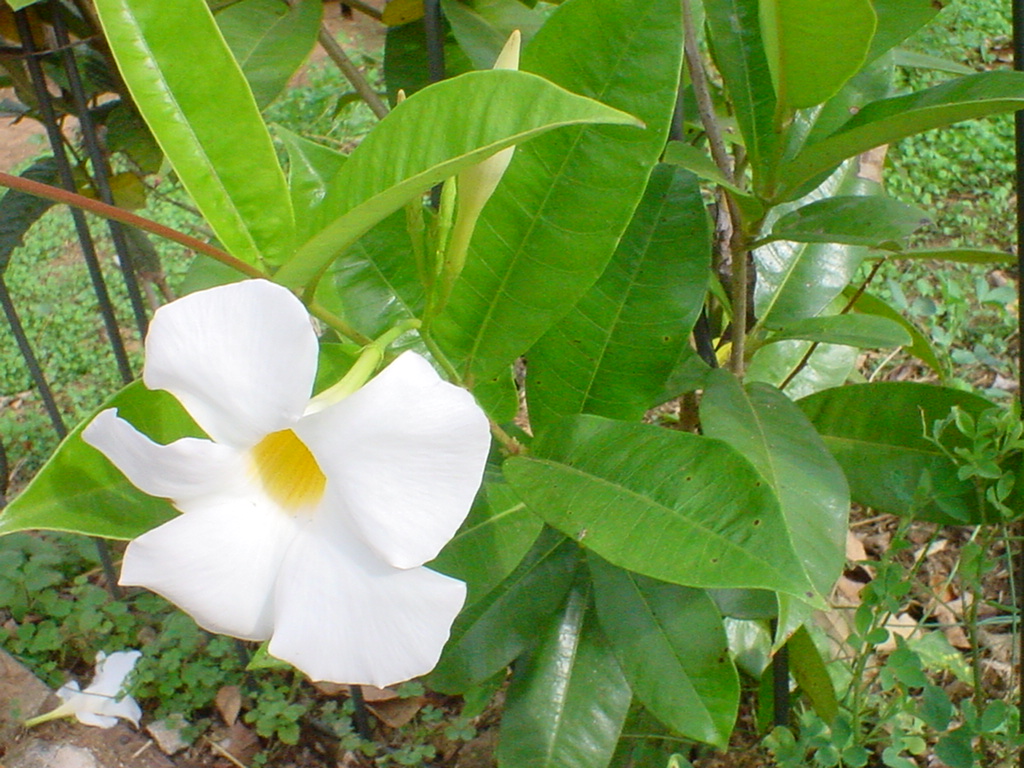 white mandevilla flowers